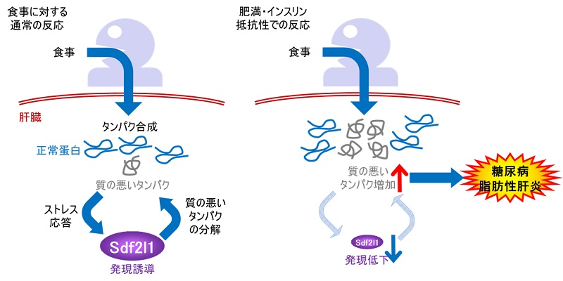 糖尿病・脂肪性肝炎の新たな発症機序の解明